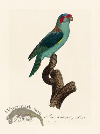 Barraband Parrot 048